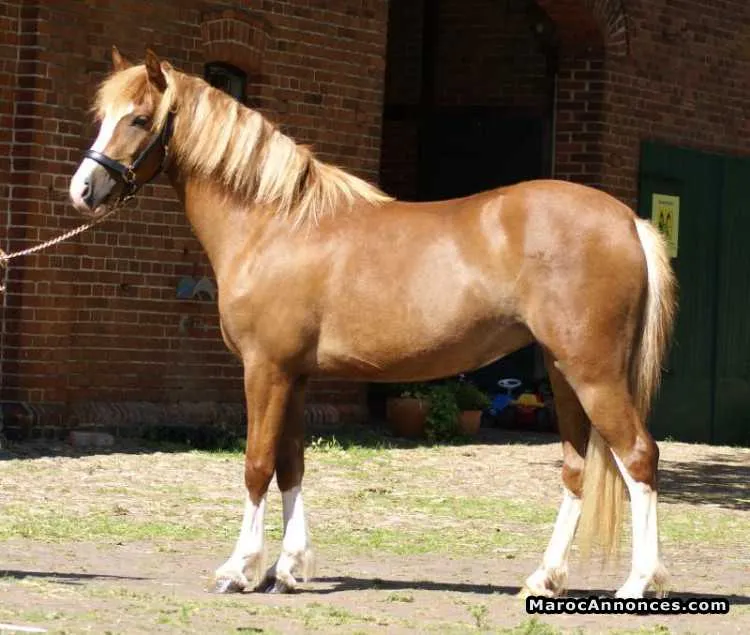 Poney éprouvé - الدار البيضاء