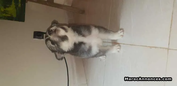 Chiots malamut d alaska - الدار البيضاء (2)