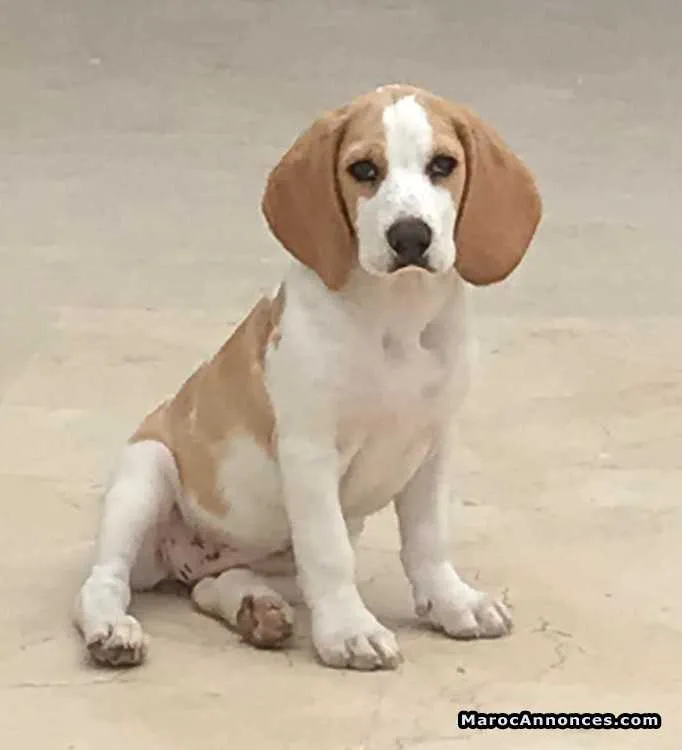 Chien beagle - الدار البيضاء