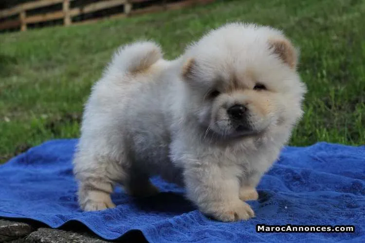 Chow chow  à vendre - الدار البيضاء (3)