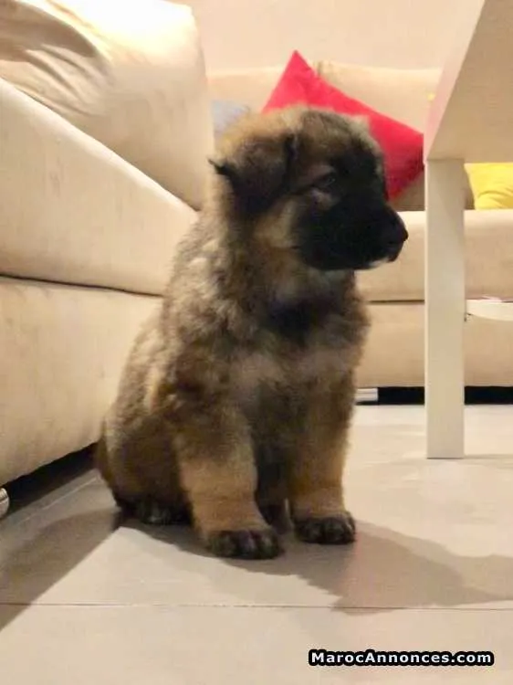 Chiot berger allemand poil long - الدار البيضاء (2)