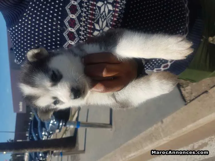 Husky sibérien - الدار البيضاء (3)