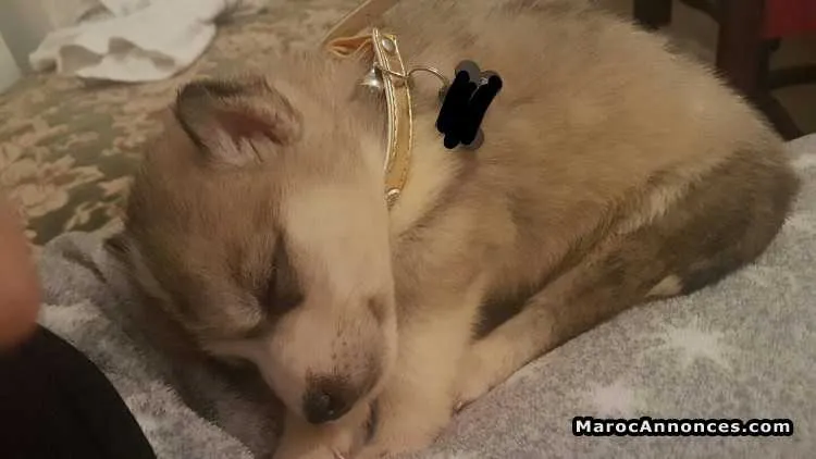 Chiot husky male et 20 kg croquettes - الدار البيضاء