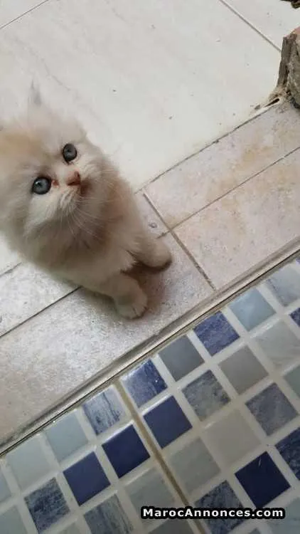 Chat persan à vendre - الدار البيضاء (3)