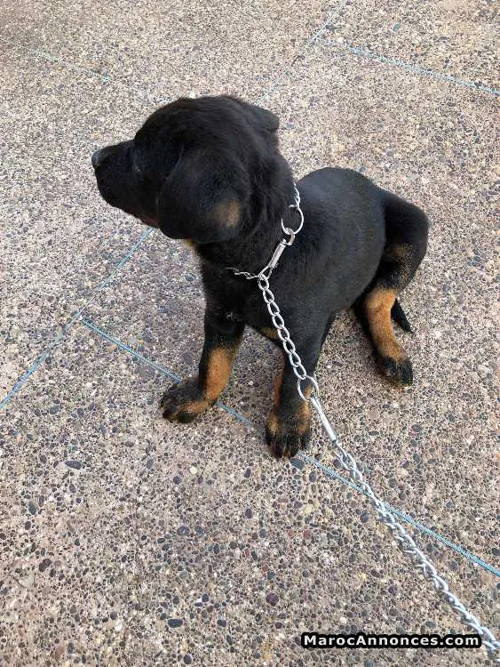 Chien rottweiler - الدار البيضاء (3)