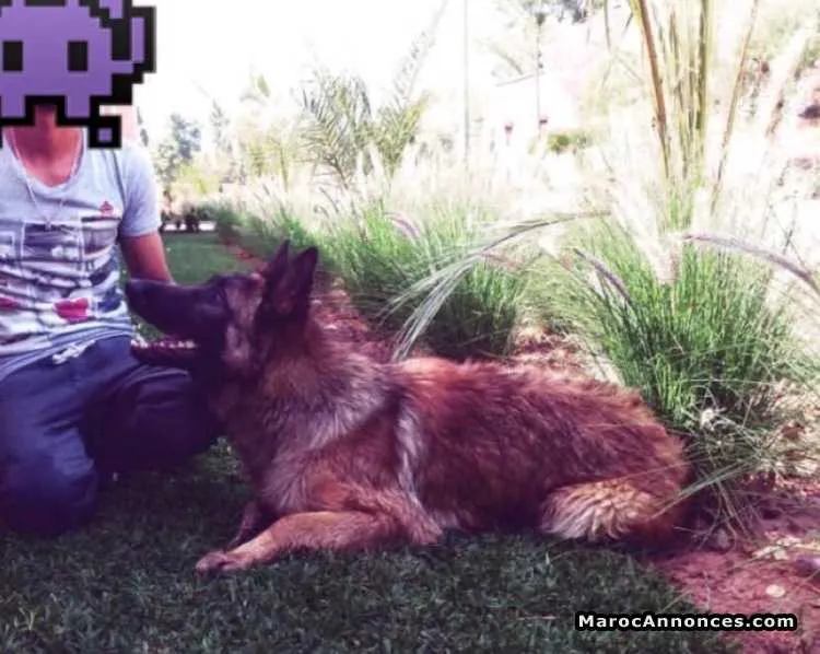 Malinois à vendre - الدار البيضاء (2)
