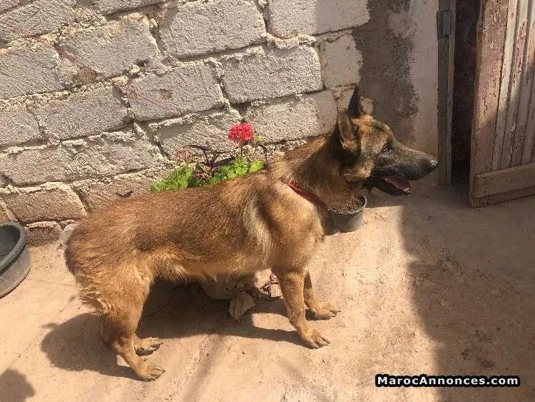 Malinois à vendre - الدار البيضاء (3)
