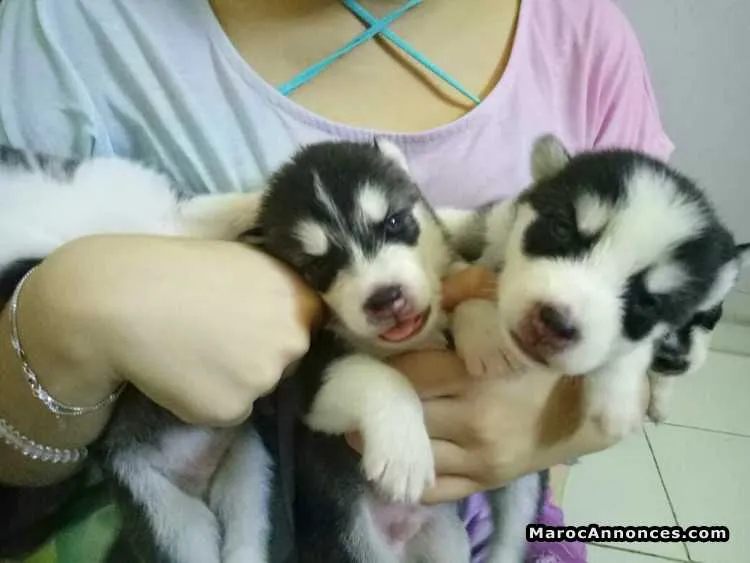 Husky siberien pur - الدار البيضاء
