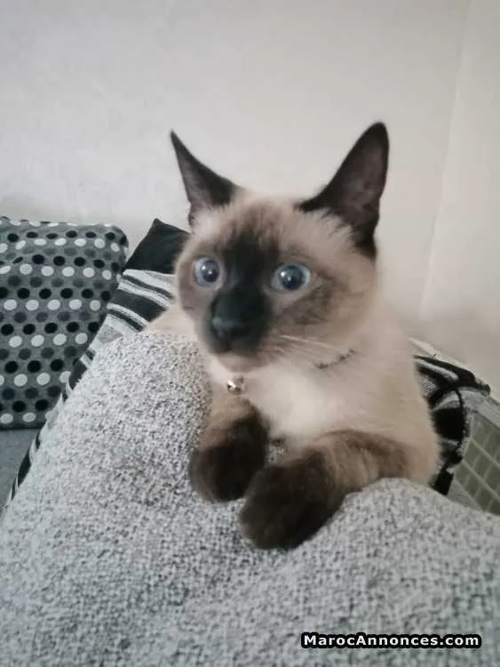 Chat siamois a vendre - الدار البيضاء