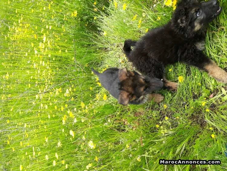 Chiots berger allemand - الدار البيضاء