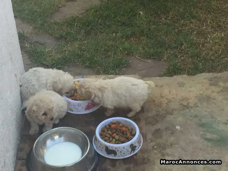 Chiots à vnedre - الدار البيضاء