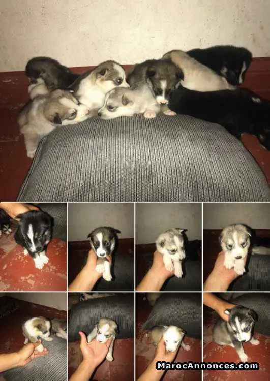 Chiot husky - الدار البيضاء