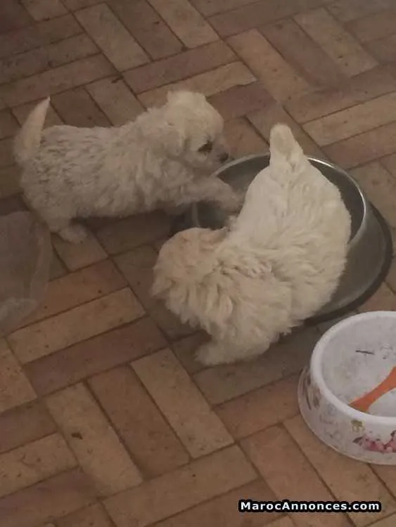 Chiots à vnedre - الدار البيضاء (2)