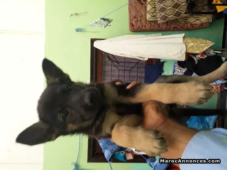 Chiots berger allemand - الدار البيضاء (3)
