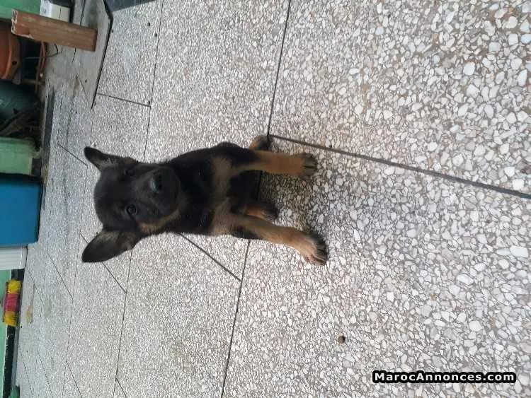 Chiots berger allemand - الدار البيضاء (2)