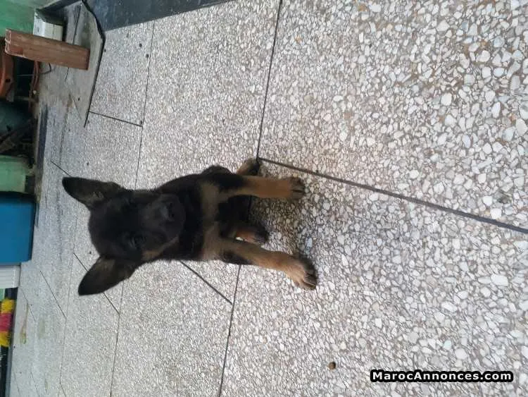Chiots berger allemand - الدار البيضاء