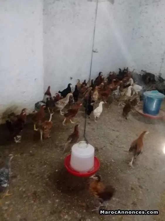 Poulets beldi - الدار البيضاء (2)