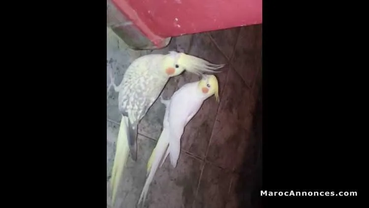Couple calopsitte - الدار البيضاء