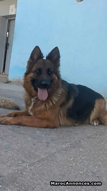Chiots berger allemand royale - الدار البيضاء (2)