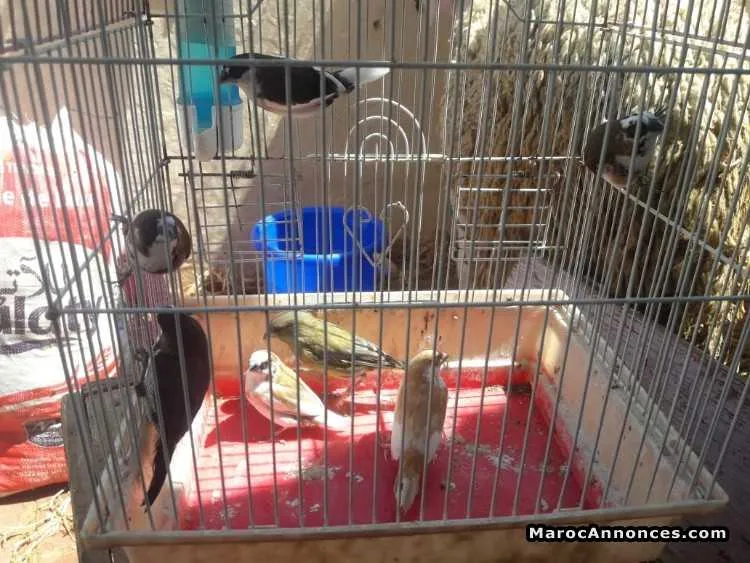 Couple moineau - الدار البيضاء