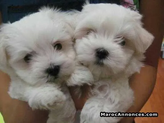 Bichon maltais ras pur - الدار البيضاء