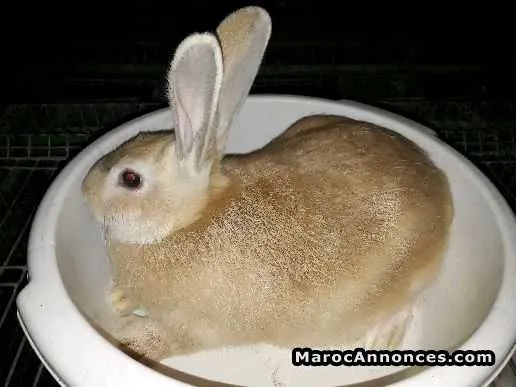 Lapin pour elevage - الدار البيضاء (2)