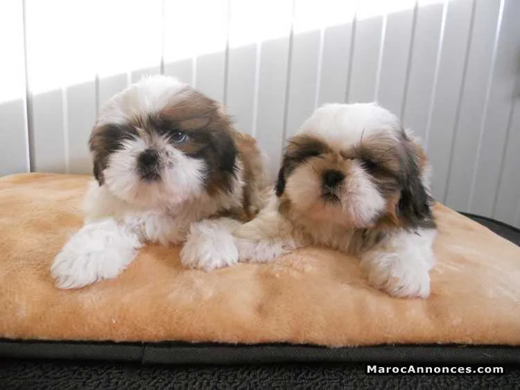 Chiots shih tzu de race pure - الدار البيضاء