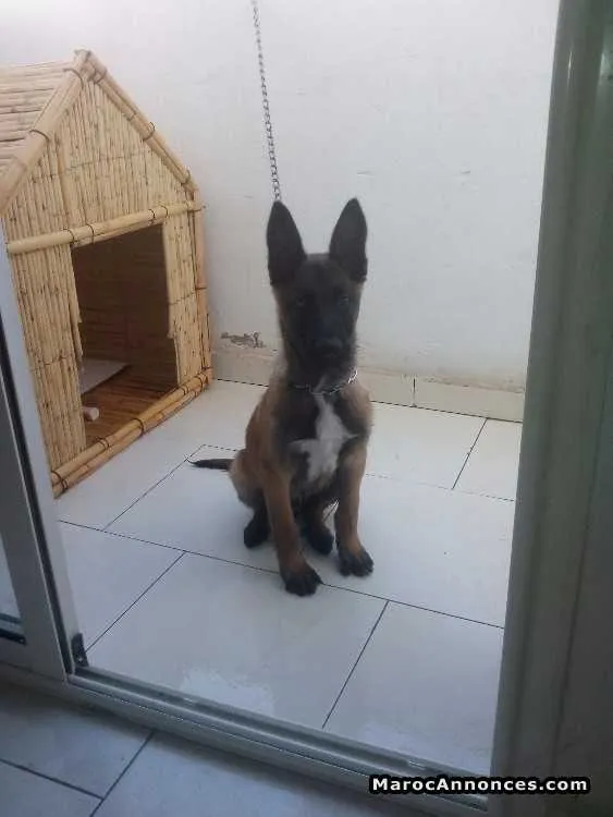 Malinois pure race - الدار البيضاء (2)