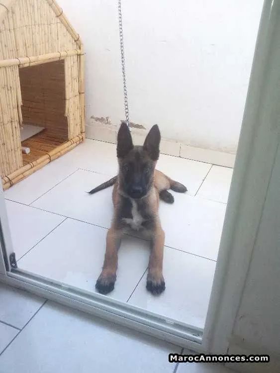 Malinois pure race - الدار البيضاء (3)