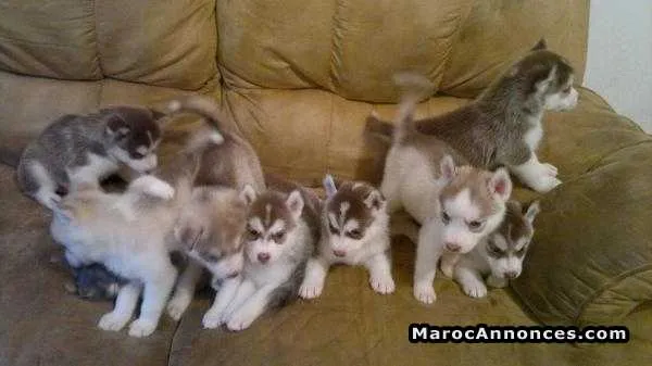 Chiots husky pure race age 2 mois - الدار البيضاء (3)