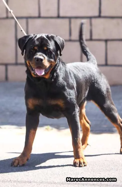 Vente male rottwiler pedigree age 18 mois - الدار البيضاء (2)