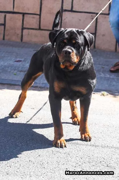 Vente male rottwiler pedigree age 18 mois - الدار البيضاء (3)