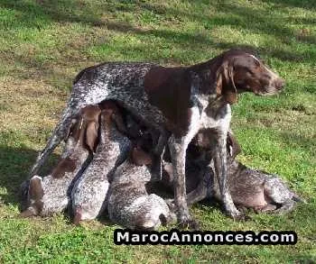 Chiots braque allemand - الدار البيضاء