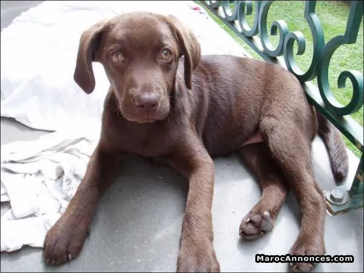 Chiots braque allemand - الدار البيضاء (2)