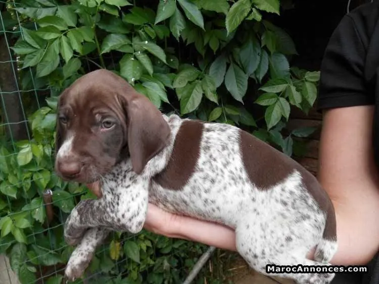 Chiots braque allemand - الدار البيضاء (3)