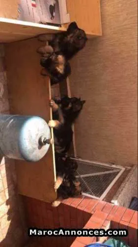 Chiots berger allemand - الدار البيضاء