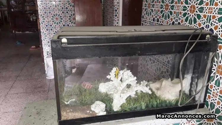 Aquarium équipé a vendre - الدار البيضاء