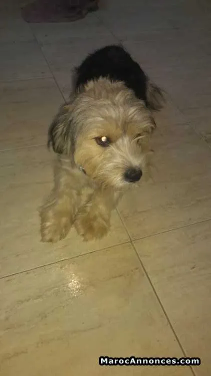 Caniche bichon - الدار البيضاء