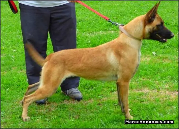 Educateur-dresseur canin vends ou éduque chien - الدار البيضاء