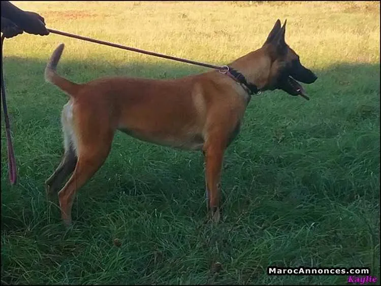 Educateur-dresseur canin vends ou éduque chien - الدار البيضاء (2)