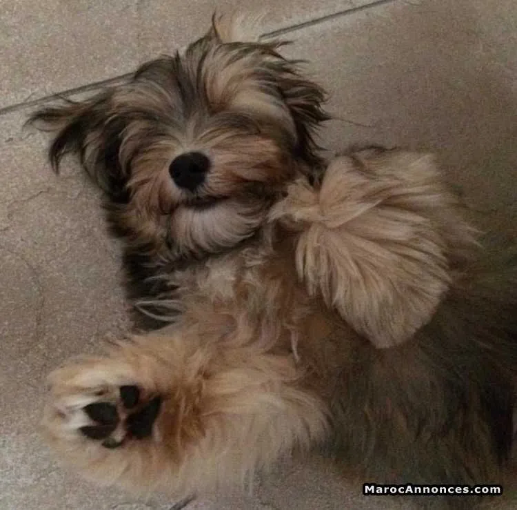 Chiot bichon havanais a vendre - الدار البيضاء