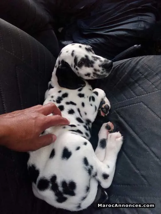 Chiots dalmatien - الدار البيضاء (2)