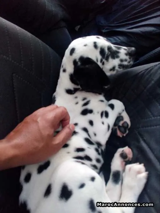 Chiots dalmatien - الدار البيضاء