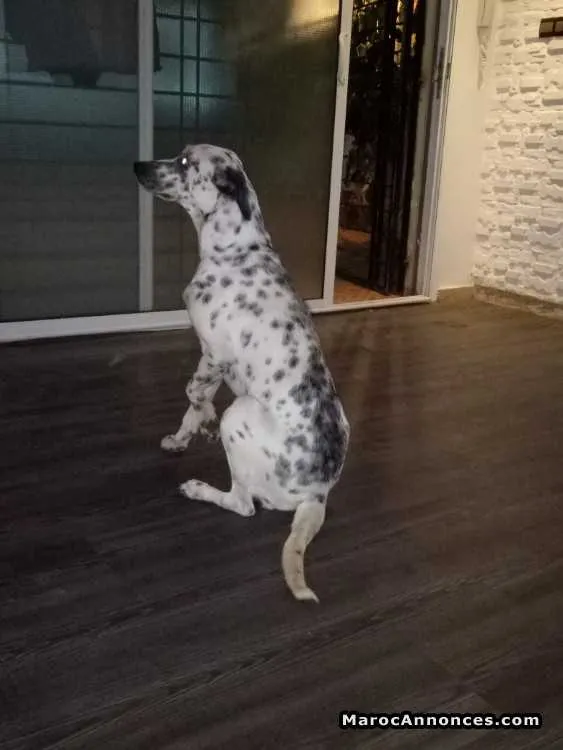 Chien a vendre - الدار البيضاء