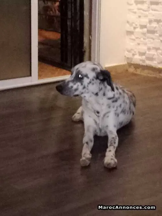 Chien a vendre - الدار البيضاء (3)