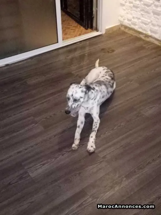Chien a vendre - الدار البيضاء (2)