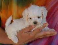 Chiot bichon maltais - الدار البيضاء