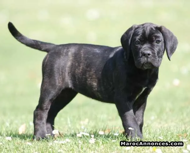 Cane corso - الدار البيضاء (2)