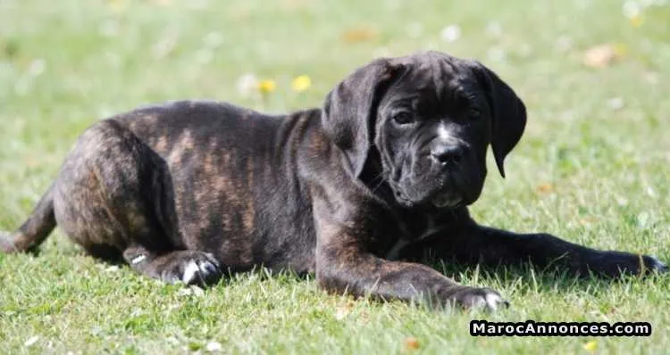 Cane corso - الدار البيضاء