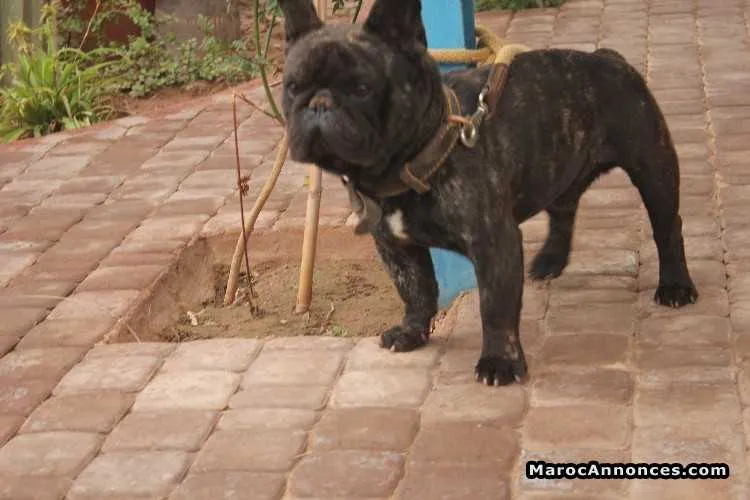 Bulldog francais pure race - الدار البيضاء